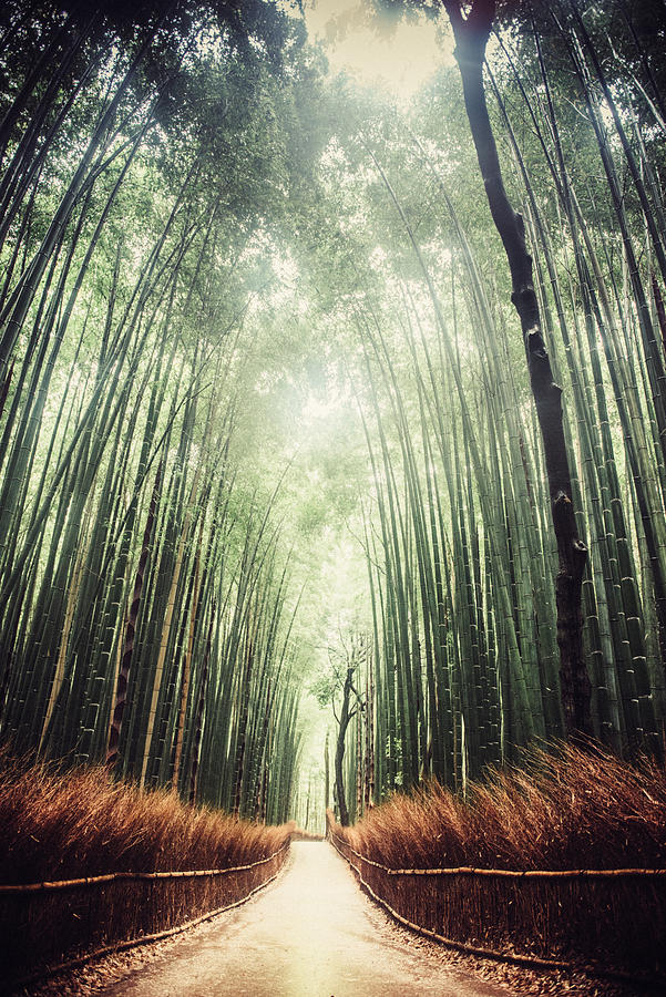 Kyoto Bambo Forest in Japan Photograph by Ferrantraite