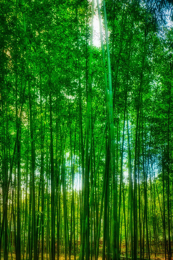 Kyoto Bamboo Forest #3 - Japan Photograph by Stuart Litoff
