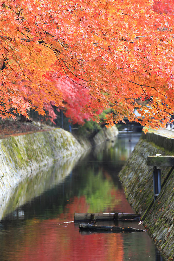 Kyoto, Japan at Philosophers path in the autumn Photograph by Yankane