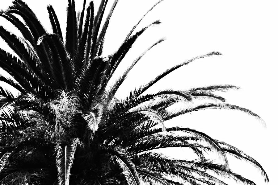 L A Palm Tree in Black and White Photograph by Gaby Ethington