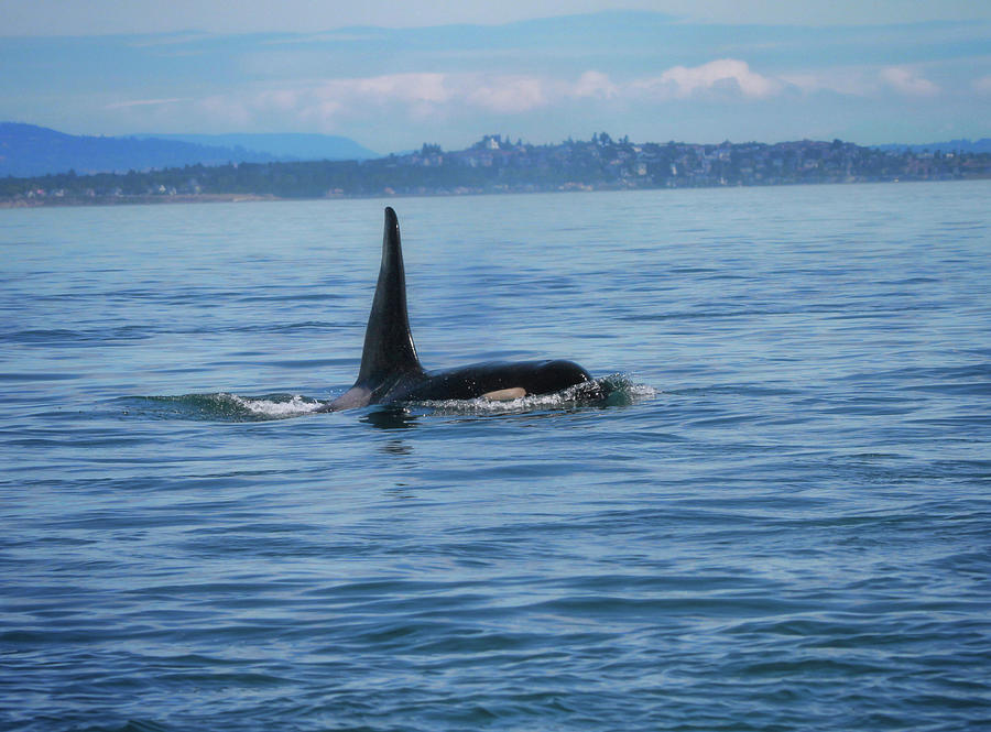 L Pod Orca Swimming Photograph by Dan Sproul