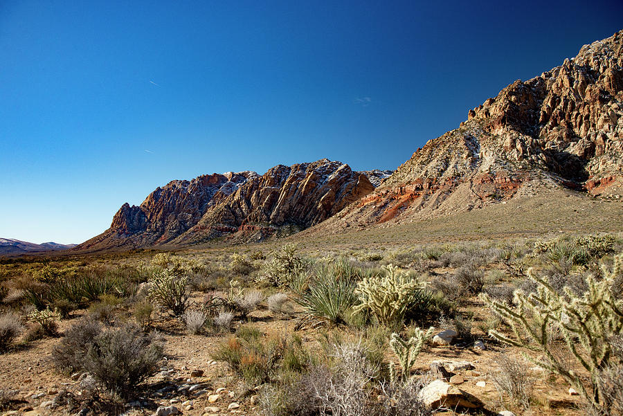 La Cholla at Red Rock Photograph by David Thomas - Pixels