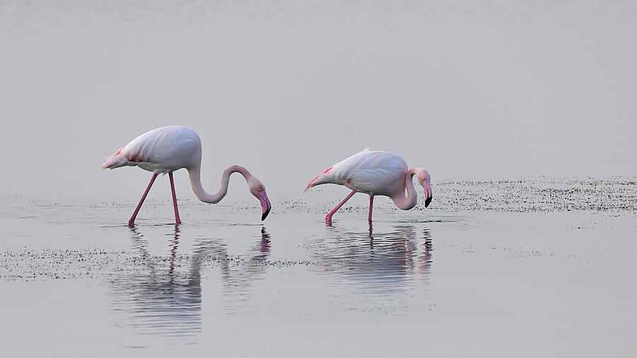 Flamingos Photograph by Loredana Gallo Migliorini