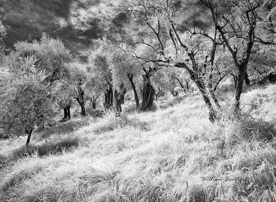 La Foresta Incantata Photograph by William Beuther