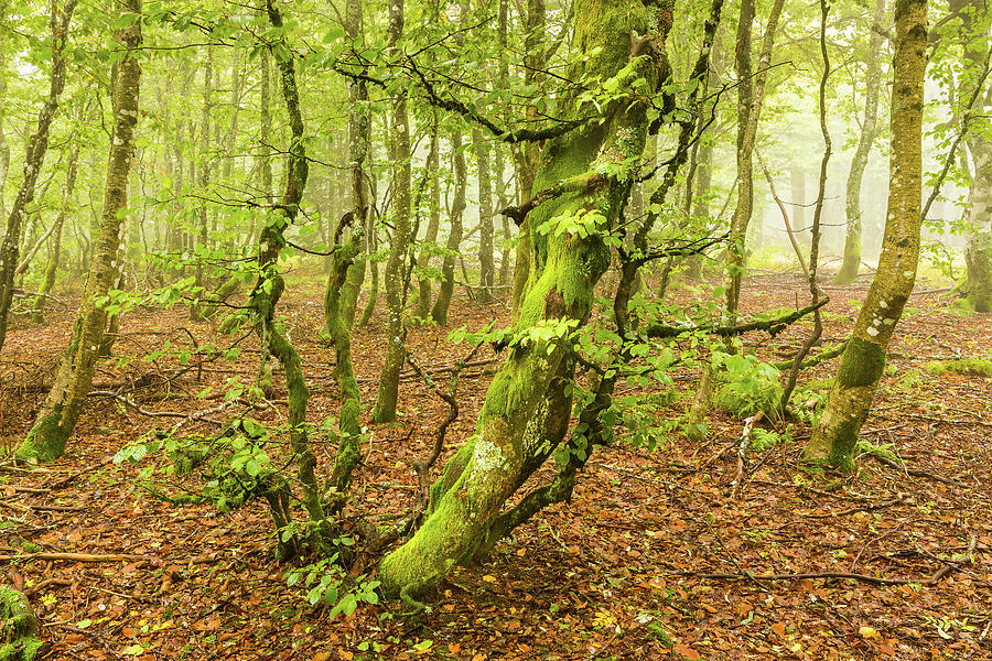 La foret mysterieuse - 03 Photograph by Paul MAURICE - Fine Art America