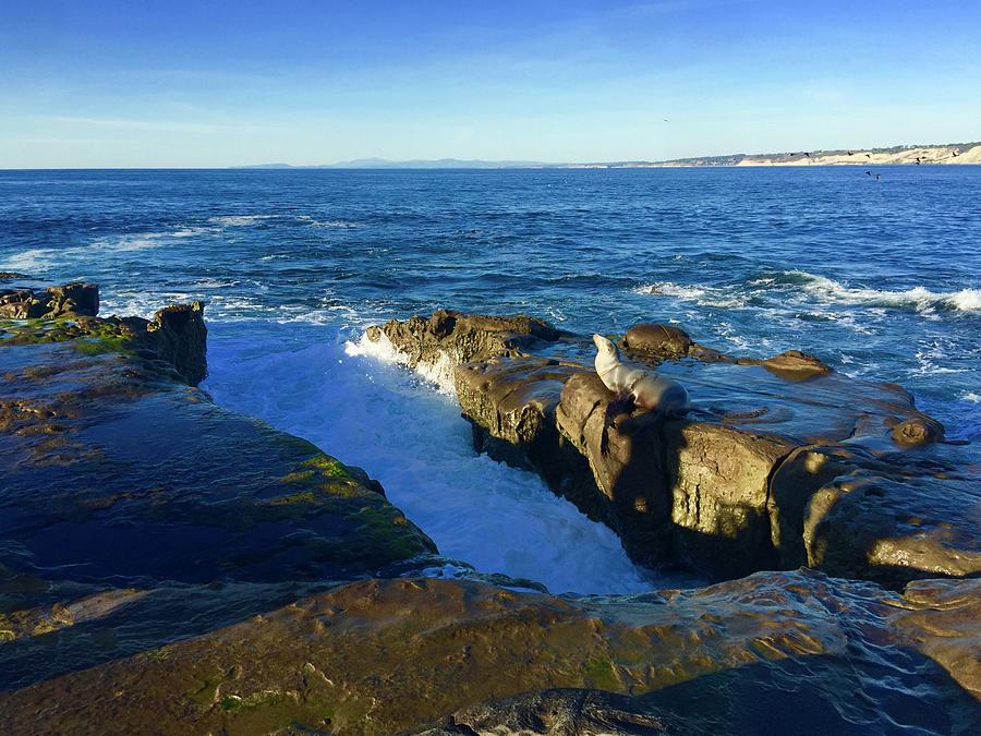 Sea LionLa Jolla Cove II Photograph by Bnte Creations Fine Art America