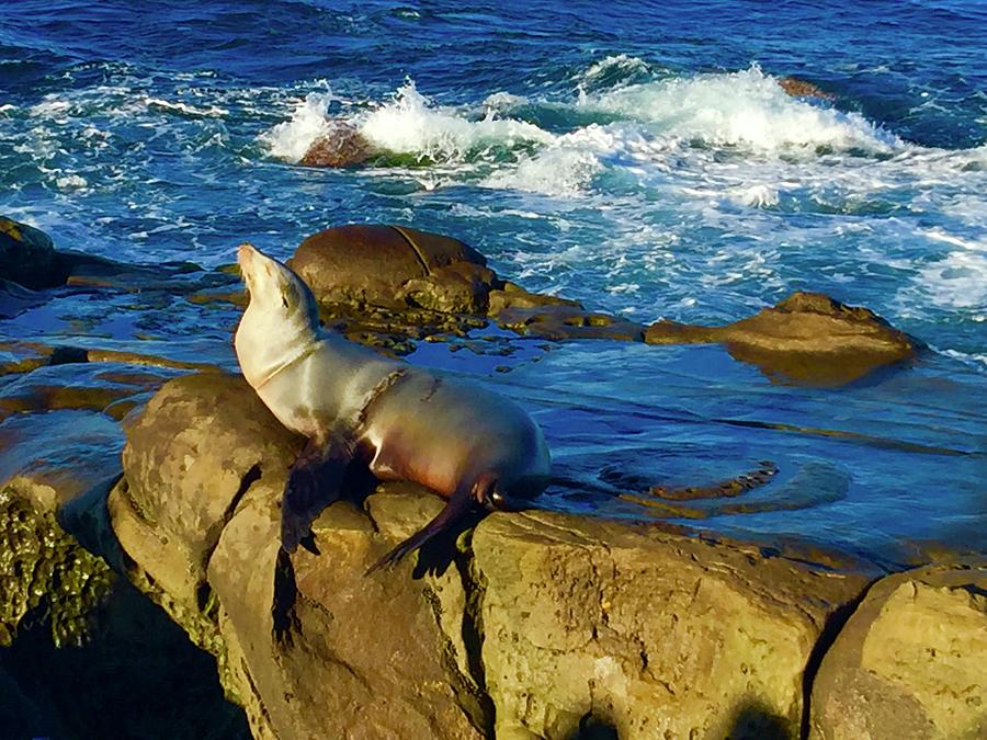 Sea Lion@ La Jolla Cove II Photograph by Bnte Creations