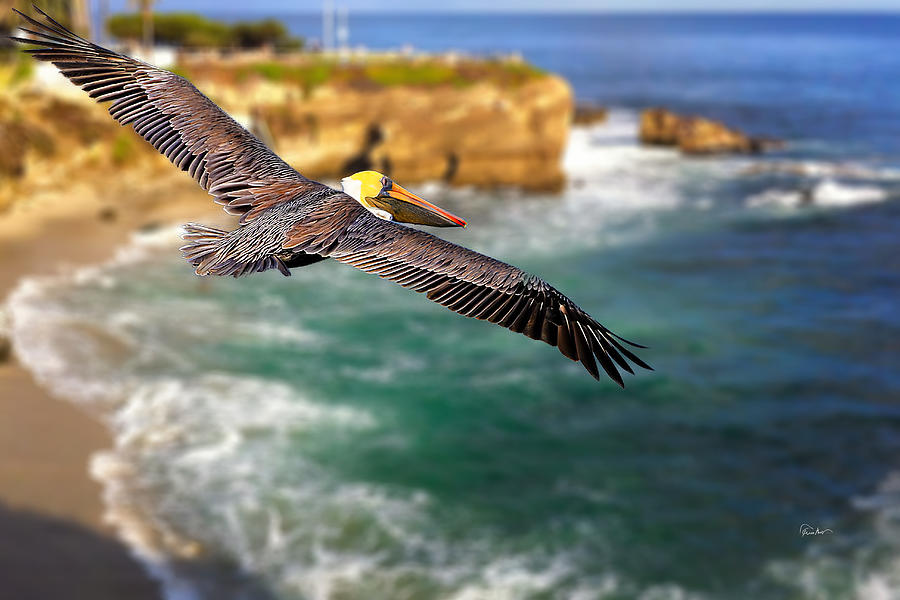 La Jolla Cove Pelican - Day of Fishing Photograph by Russ Harris
