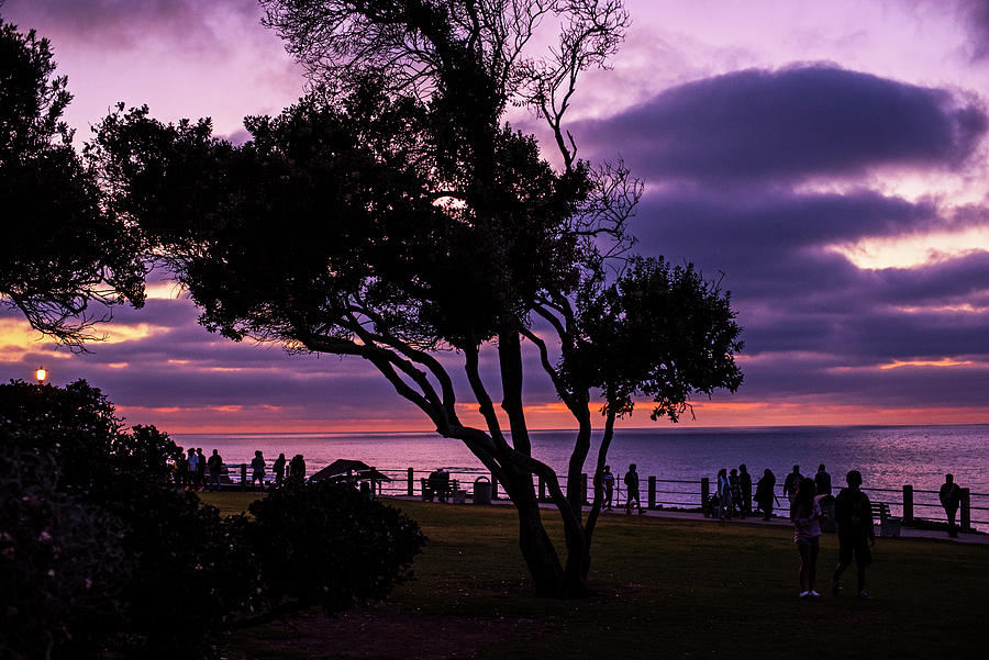 La Jolla Purple Sunset Ellen Browning Scripps Park Dusk California Photograph by Toby McGuire