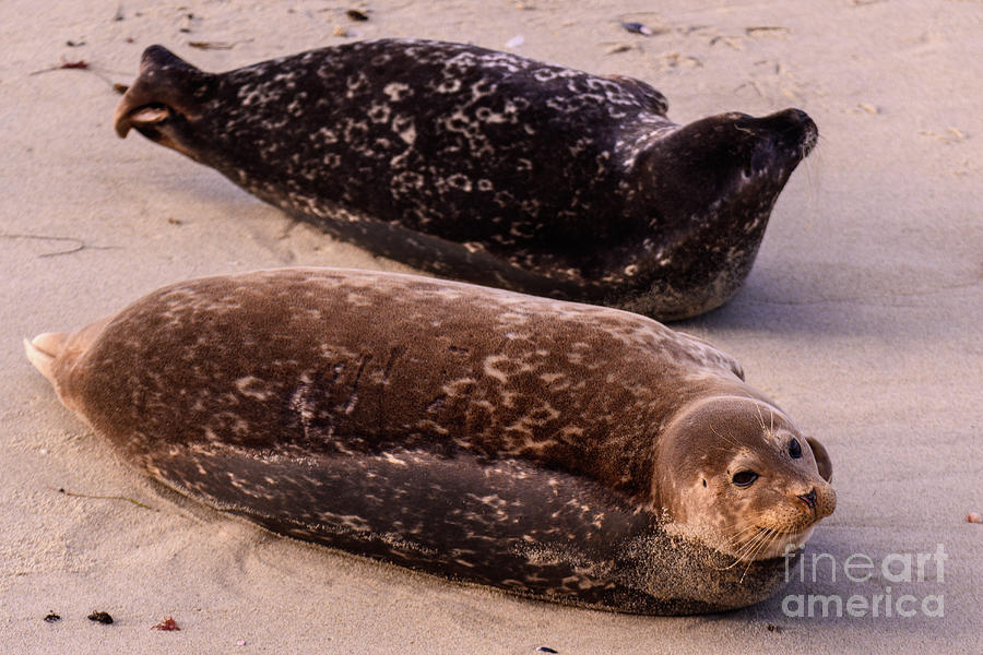 La Jolla Seals, San Diego Photograph by Abigail Diane Photography