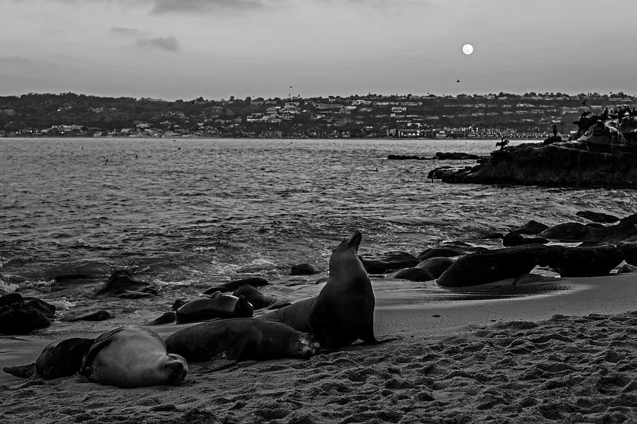 La Jolla Seals under the Moon at Sunset California Black and White Photograph by Toby McGuire