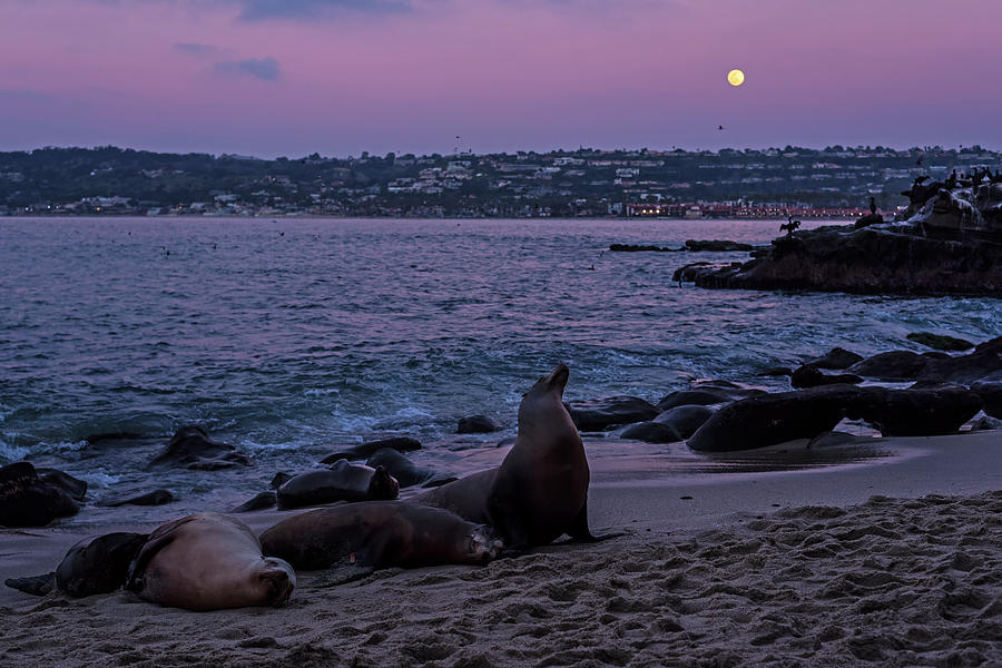 La Jolla Seals under the Moon at Sunset California Photograph by Toby McGuire