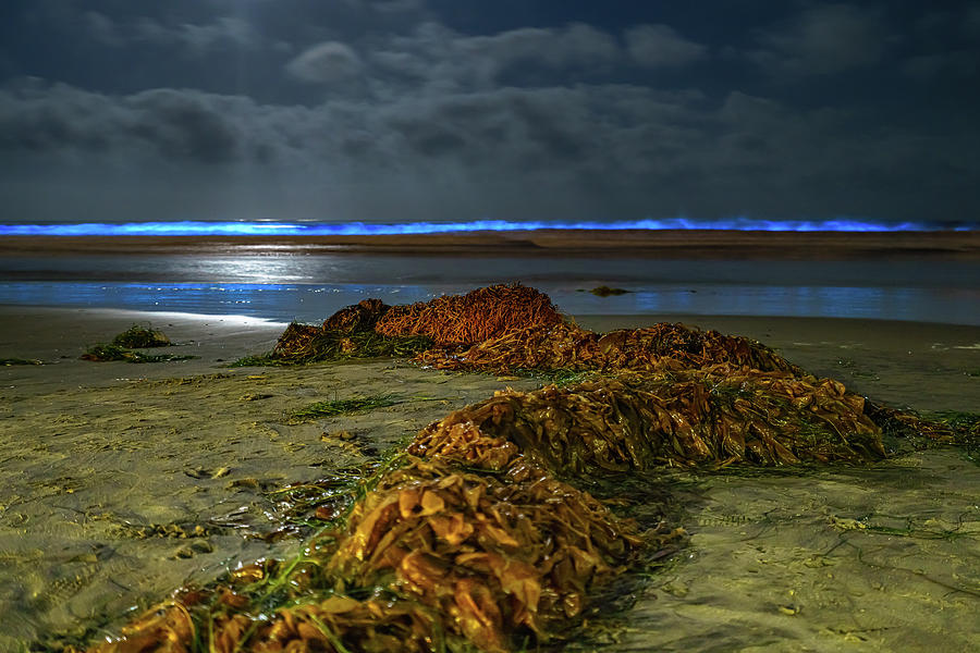 San Diego Photograph - La Jolla Shores, San Diego Bio Luminescence by McClean Photography by McClean Photography