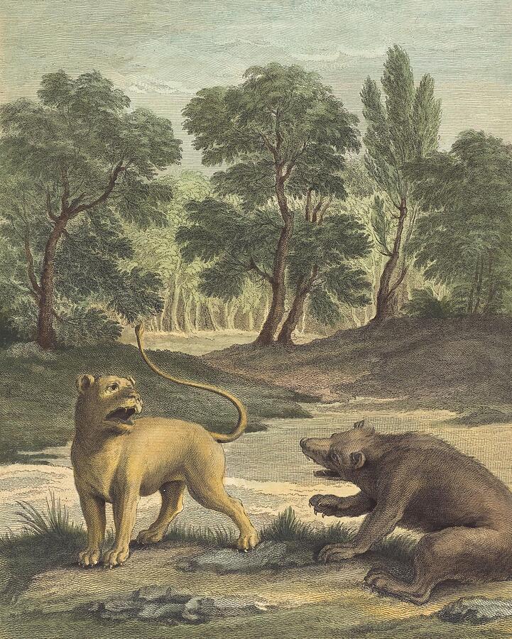 La Lionne Et Lours The Lion And The Bear Drawing By Louis Simon 