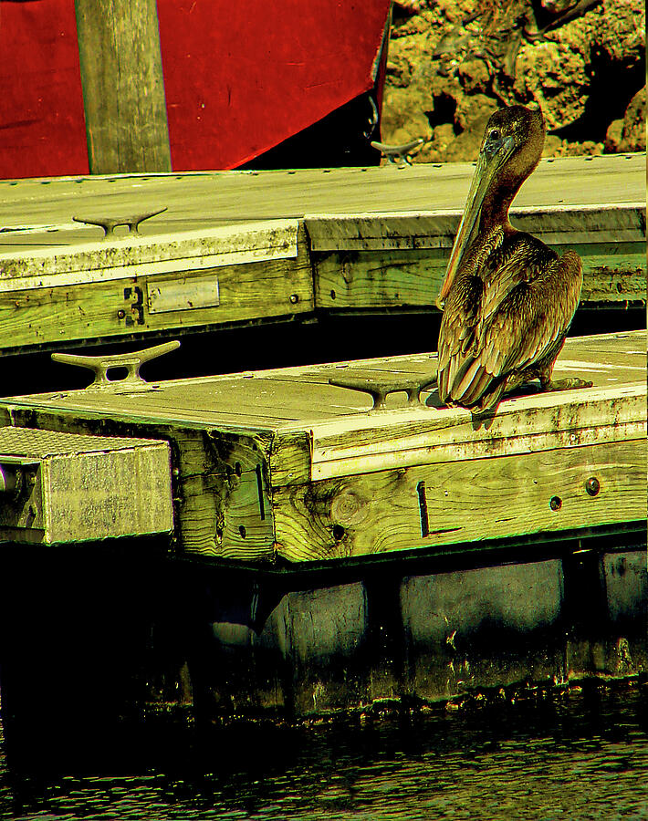 Baby Pelican Artwork 2 Photograph by Miss Pet Sitter