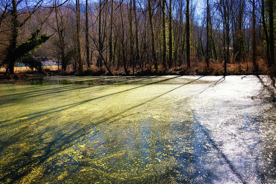 La Moixina wetlands in winter, La Garrotxa - 4 - Photograph by Jordi Carrio Jamila