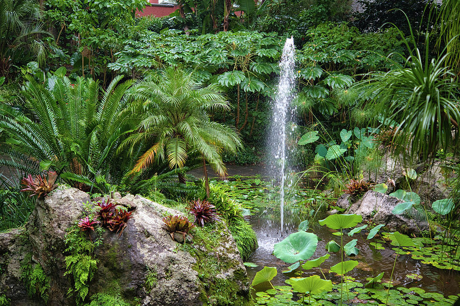 La Mortella Gardens 2 Photograph by Jenny Rainbow - Fine Art America