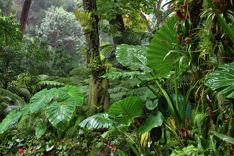 La Mortella Gardens 50 Photograph By Jenny Rainbow - Fine Art America