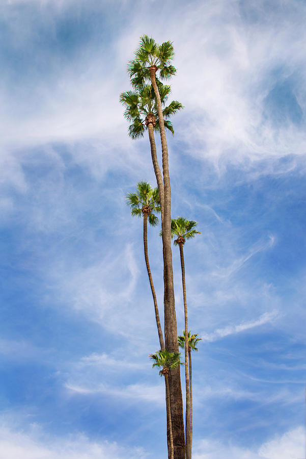 L.A. Palms #1 Photograph by Michael Chiabaudo