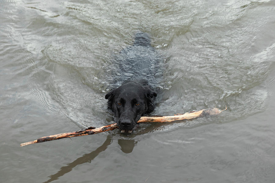 Dog Photograph - Lab Fetching Stick In Water by Phil And Karen Rispin