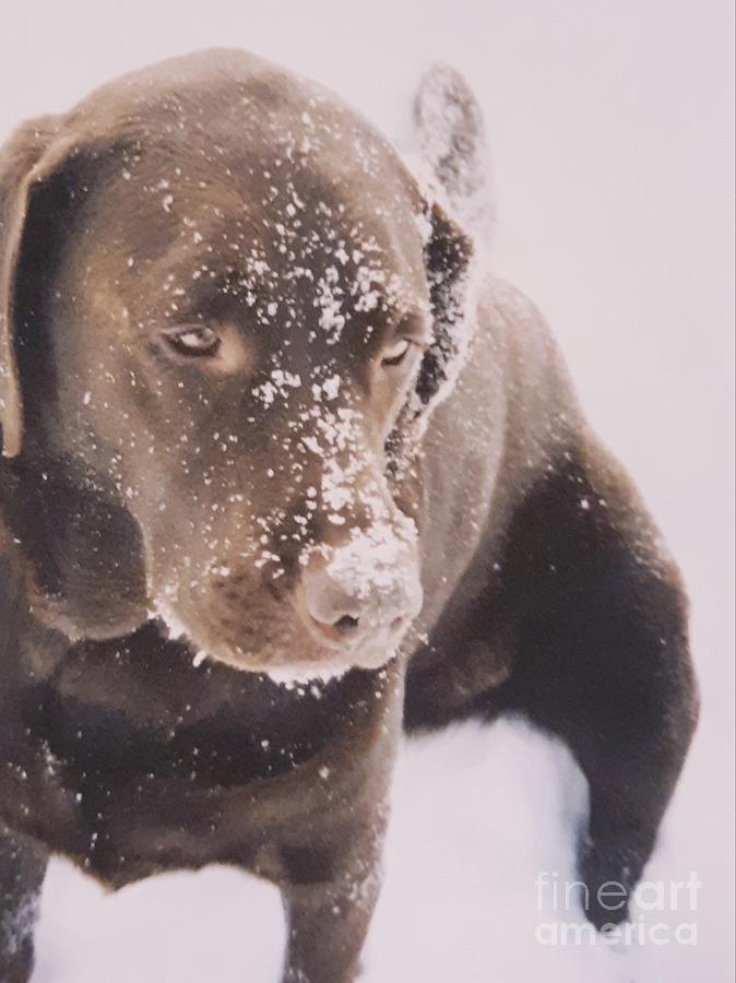 Lab in Snow Photograph by Harvest Moon Photography By Cheryl Ellis