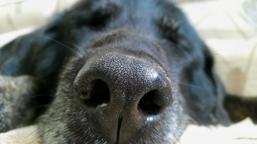 Lab Nose Photograph by Judy Link Cuddehe