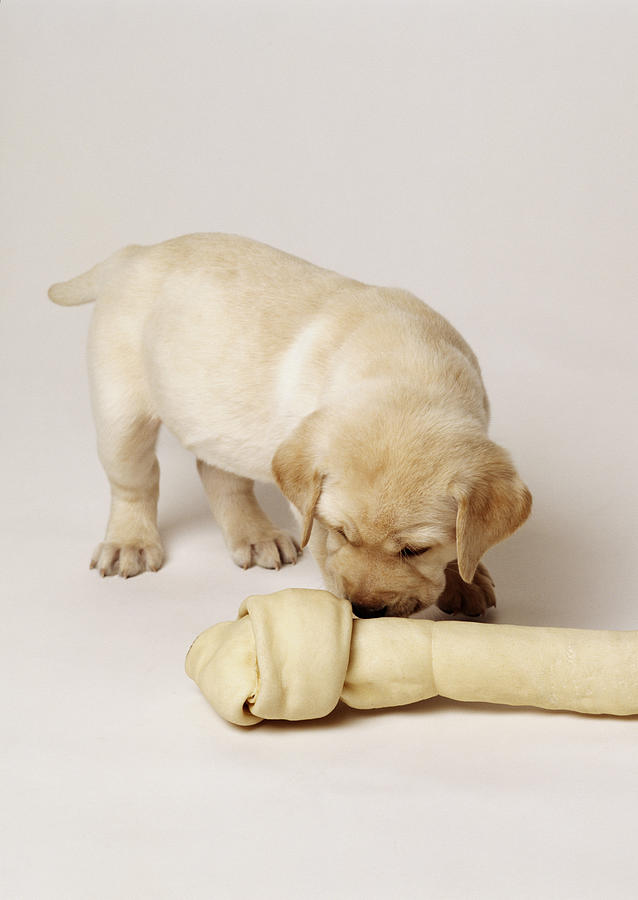 Lab Puppy And Large Bone Photograph by GK Hart/Vikki Hart