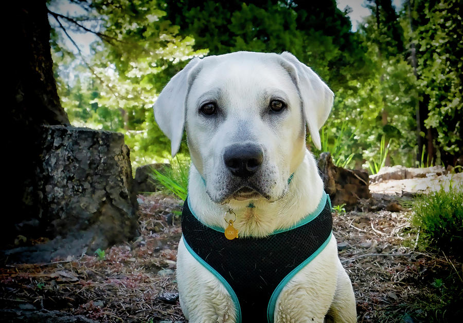 Lab Puppy in the woods Photograph by Waterdancer