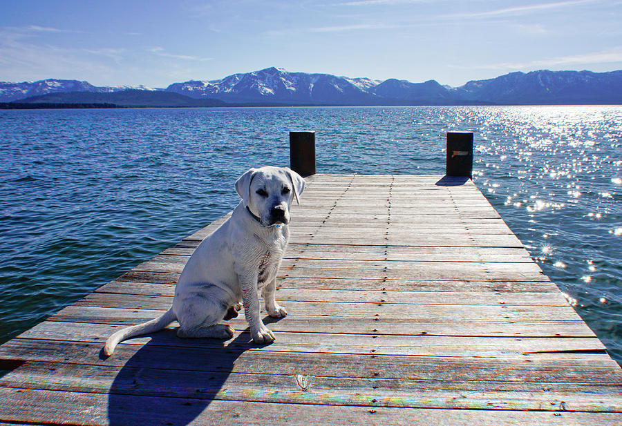 Lab puppy on a dock in Lake Tahoe Photograph by Waterdancer