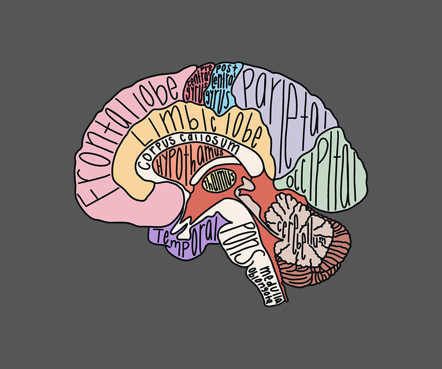 Labeled Brain Anatomy Magnet Painting by Ward Murray | Fine Art America