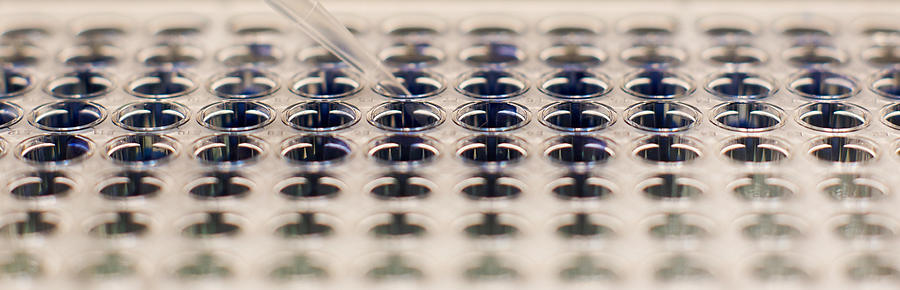 Laboratory assay in a microtiter plate Photograph by Gregory Adams
