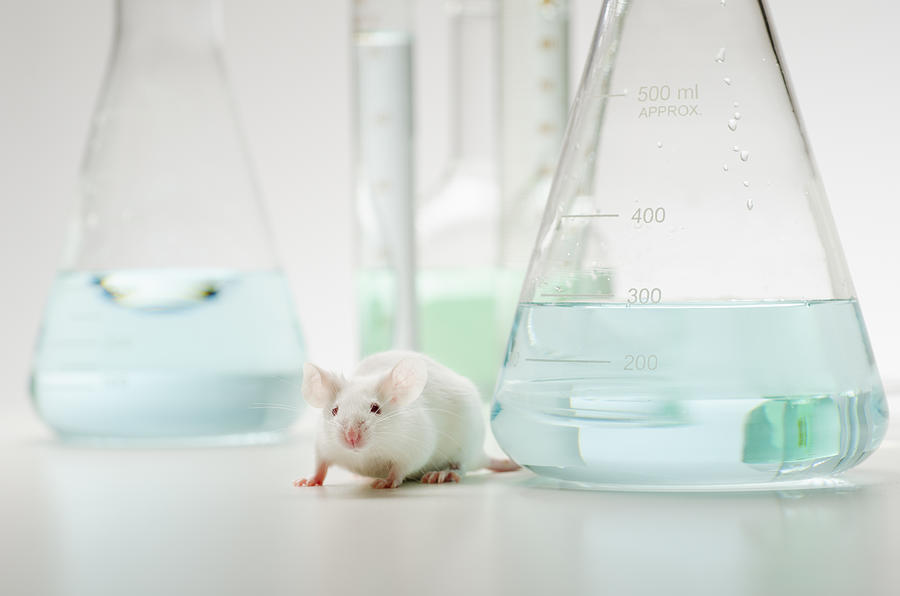 Laboratory mouse in front of laboratory glassware, studio shot Photograph by Tetra Images