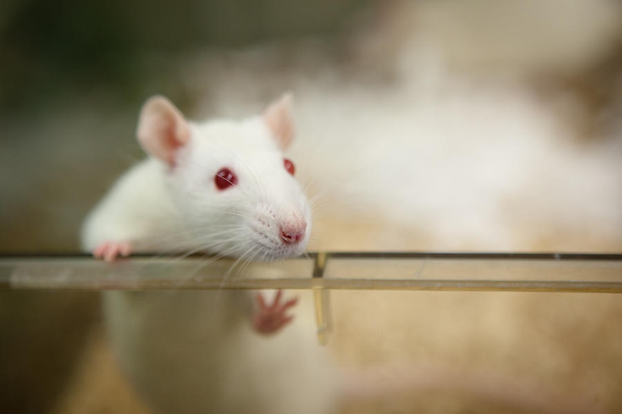 Laboratory Rat With Red Eyes Looks Out Of Plastic Cage Photograph by Fotografixx