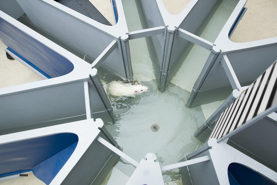 Laboratory white rat in the water radial maze. Behavioral experi Photograph by Irin717