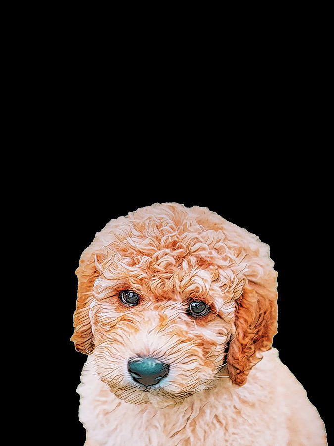 Labradoodle Puppy Digital Art by Donna Watson-Hall and ArtcrewNZ