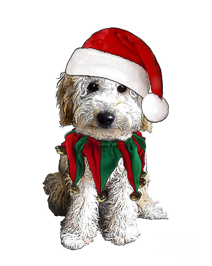 Christmas Digital Art - Labradoodle puppy with santa hat by Madame Memento