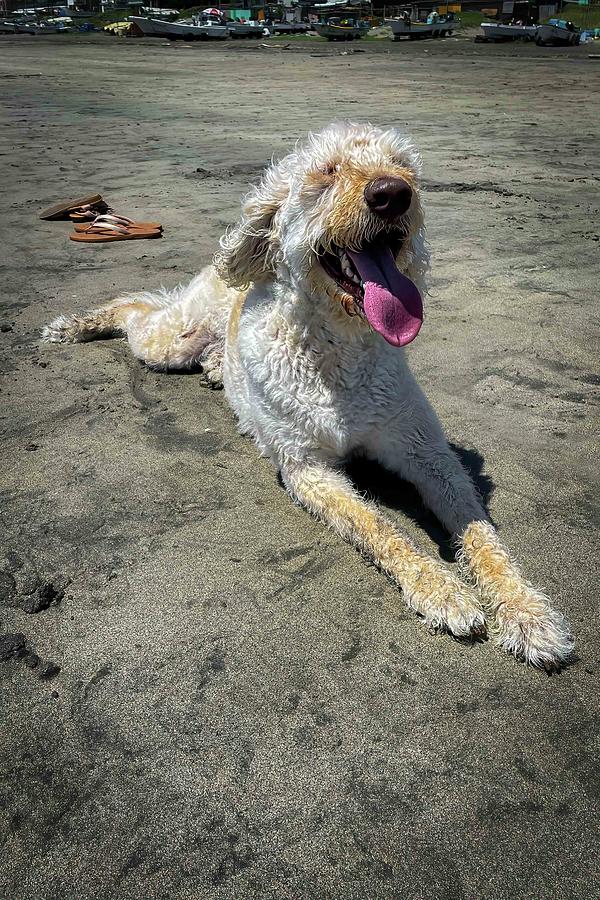 Labradoodle Relaxing Photograph by Bill Chizek