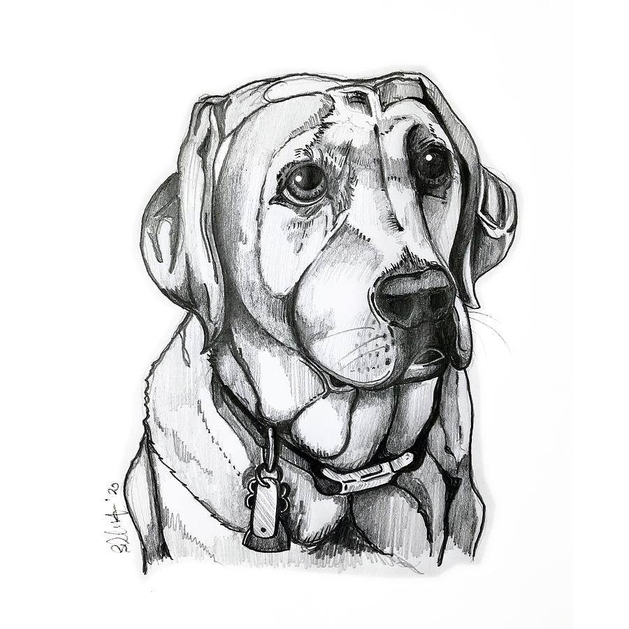 Labrador Drawing by Creative Spirit