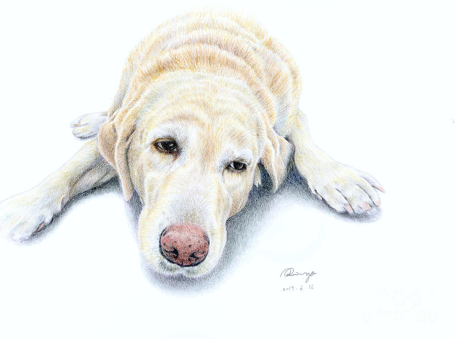 Labrador Dog Color Pencil Drawing Drawing by Ringo Lee - Fine Art America