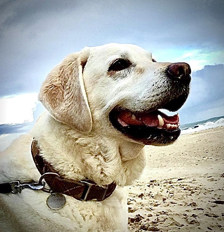 Labrador Dog on the Beach Photograph by Gordon James