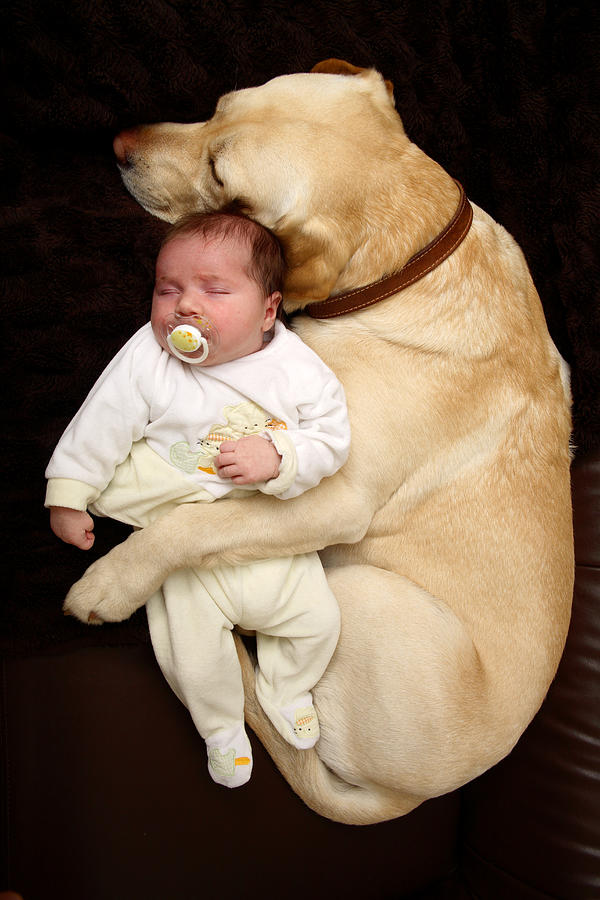 Labrador hugging New Born Bab Photograph by Emma Innocenti