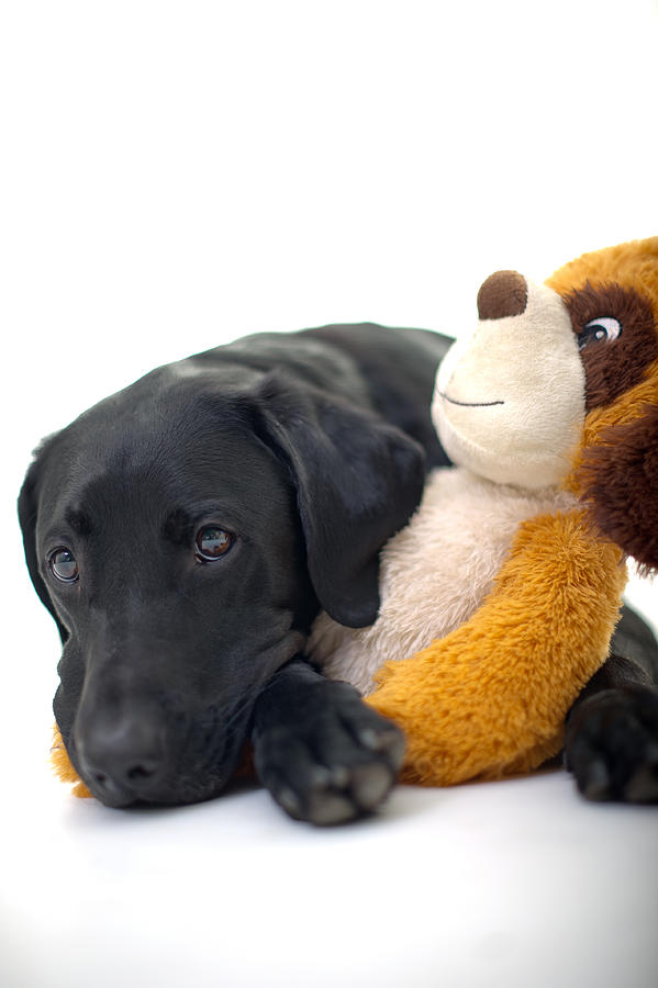 Labrador Laying with Soft Toy Photograph by Sbeyer7