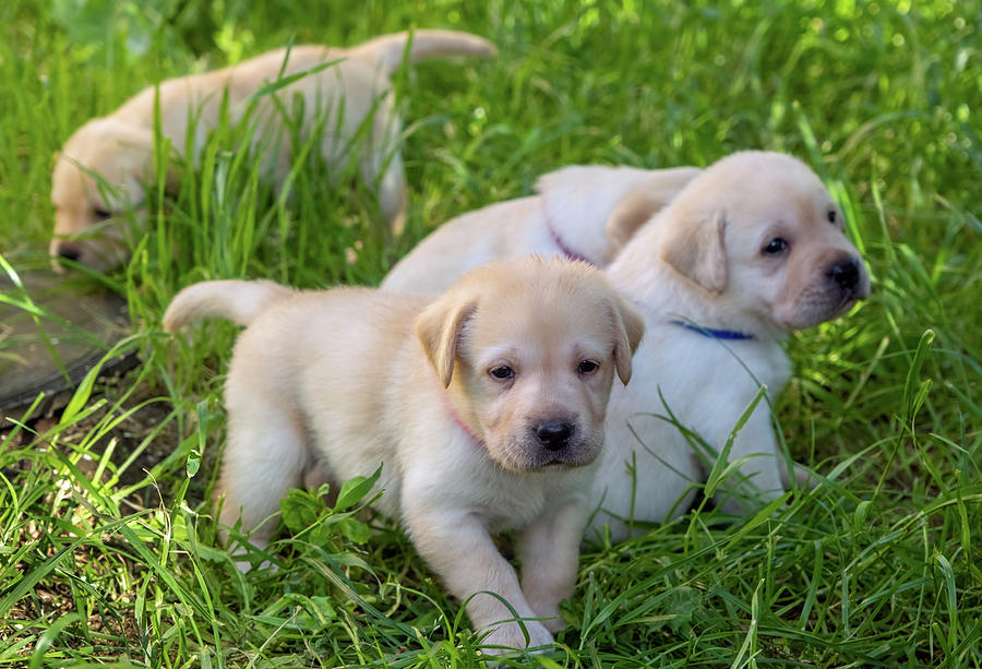 Labrador puppies in green grass Photograph by Mikhail Kokhanchikov