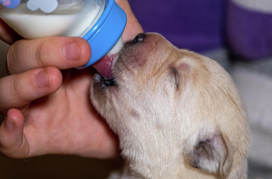 Labrador puppy eats milk from bottle Photograph by Mikhail Kokhanchikov