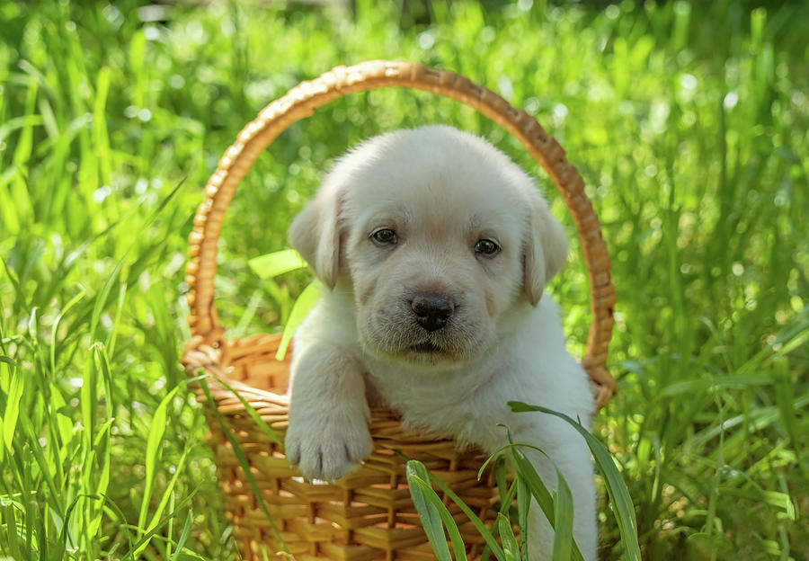 Labrador puppy in basket Photograph by Mikhail Kokhanchikov