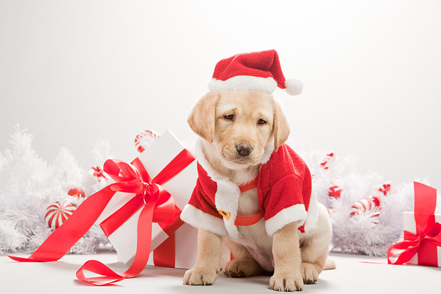 Labrador puppy in christmas costume Photograph by Image Source Labrador puppy in christmas costume Photograph by Image Source