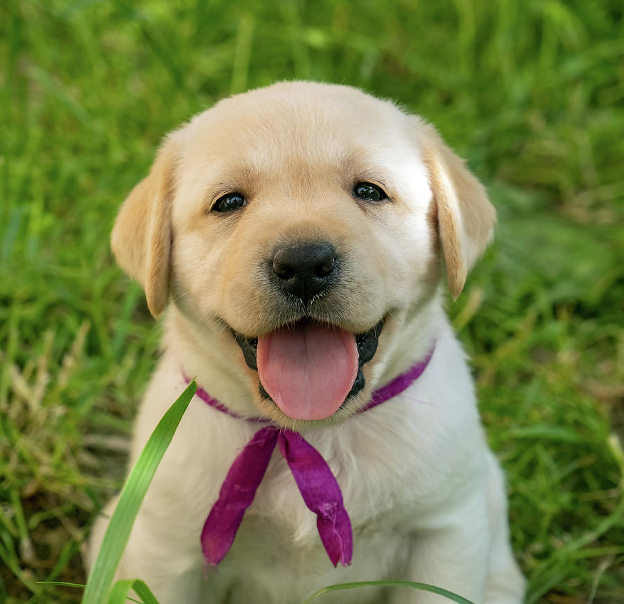 Labrador puppy in green grass Photograph by Mikhail Kokhanchikov