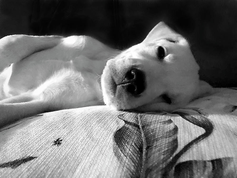 Labrador Puppy on a pillow Digital Art by Waterdancer