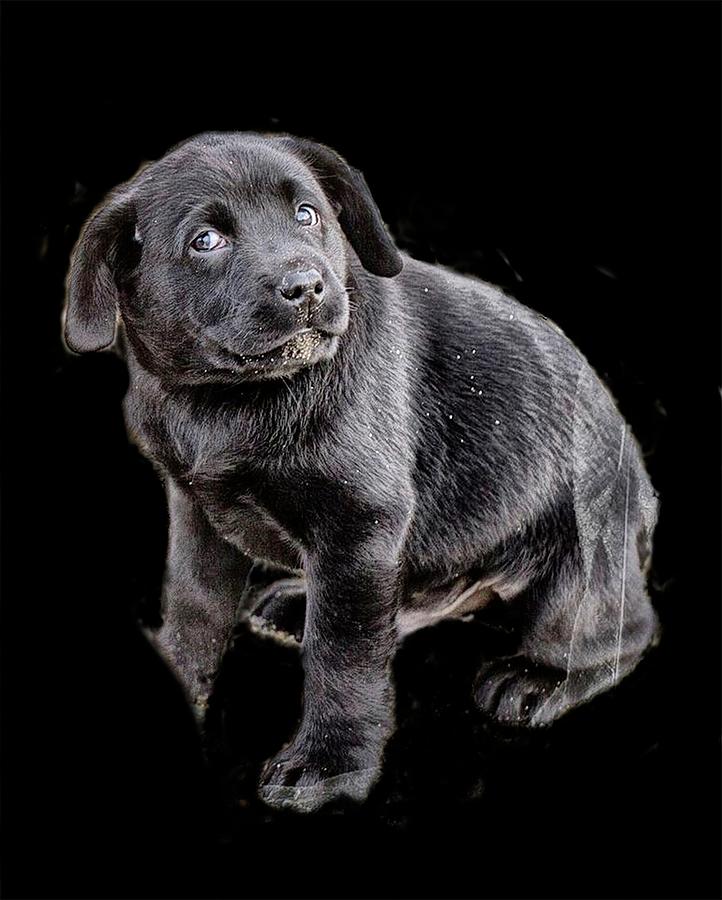 Dog Photograph - Labrador Puppy On Black by Constantine Gregory