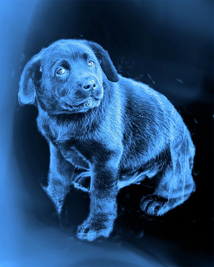 Labrador Puppy On Blue Photograph by Constantine Gregory